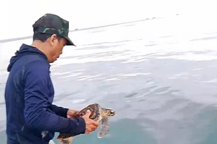 Ngư dân Lý Sơn thả cá thể rùa xanh quý hiếm về môi trường tự nhiên.