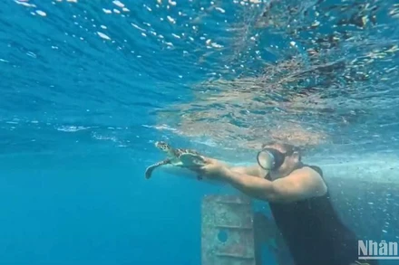 Thả rùa biển quý hiếm về với môi trường tự nhiên.