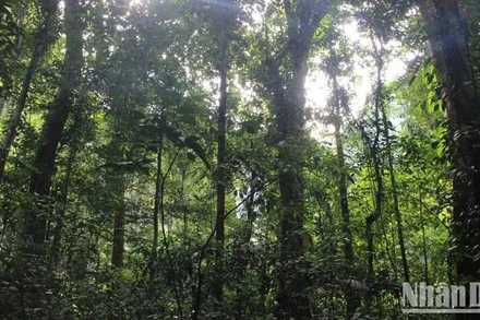 Vùng rừng giáp ranh giữa 3 tỉnh Quảng Ngãi, Quảng Nam và Kon Tum có trữ lượng gỗ lớn, tính đa dạng sinh học cao.