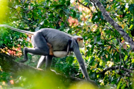 Chà vá chân xám được các nhà nghiên cứu phát hiện tại rừng phòng hộ huyện miền núi Ba Tơ (Quảng Ngãi).