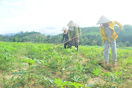 Diện tích và mức độ nhiễm bệnh virus khảm lá sắn ở Quảng Ngãi ngày càng lan rộng khiến nông dân trồng sắn bị thiệt hại nặng. 