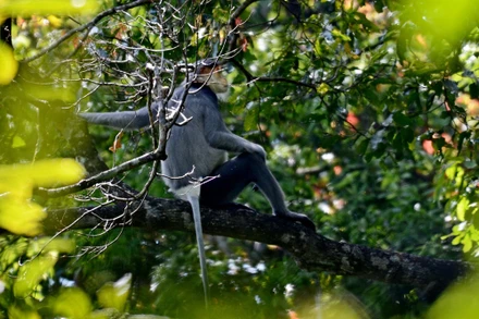 Qua điều tra, các nhà khoa học nhận định rừng phòng hộ huyện miền núi Ba Tơ (Quảng Ngãi) có quần thể chà vá chân xám lớn thứ 3 ở Việt Nam. (Ảnh: Trung tâm GreenViet cung cấp).