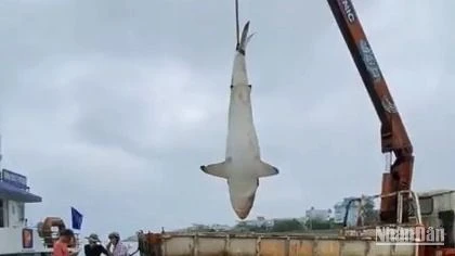 Dùng xe cẩu đưa cá nhám có trọng lượng khủng lên bờ.