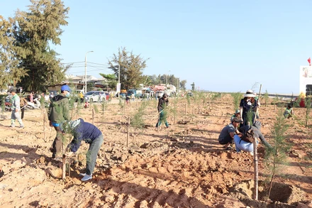 Chung tay trồng cây xanh ven bãi biển xã Nghĩa An, thành phố Quảng Ngãi (Quảng Ngãi)