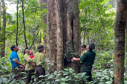 Tỉnh Yên Bái đẩy mạnh trồng rừng gỗ lớn.