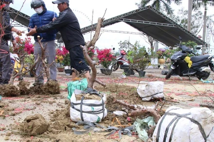 Vắng khách mua, các tiểu thương đập bỏ chậu, cắt ngắn hoa đào để vận chuyển ngược về quê chiều nay 28/1 (29 Tết). (Ảnh: ANH ĐÀO)