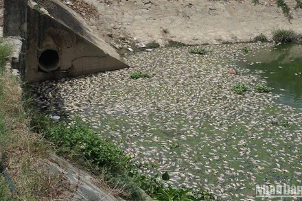 Lượng cá hàng tấn tiếp tục chết trắng tại hồ điều tiết Hòa Phú. (Ảnh: ANH ĐÀO)