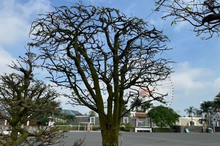 Cây mai cổ thụ này cao hơn 3m, tán rộng gần 5m. (Ảnh ANH ĐÀO)