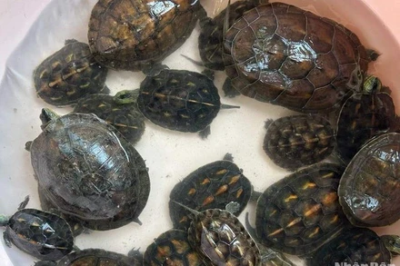 Các cá thể rùa được Chùa Nam Sơn bàn giao cho cơ quan chức năng để thả về môi trường tự nhiên. (Ảnh: Hạt kiểm lâm Hòa Vang)