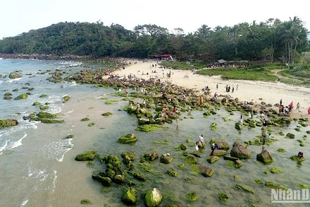 Mùa rêu xanh ở Bãi Rạn Nam Ô thu hút đông đảo người dân, du khách, ảnh V.Đức