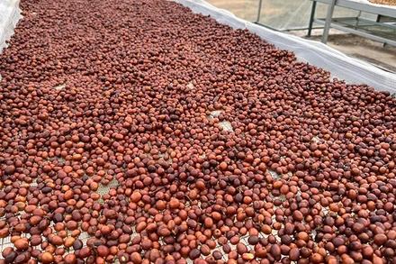 Quả cà-phê chè sau khi thu hái được phơi dưới ánh nắng nhẹ để bảo đảm chất lượng.