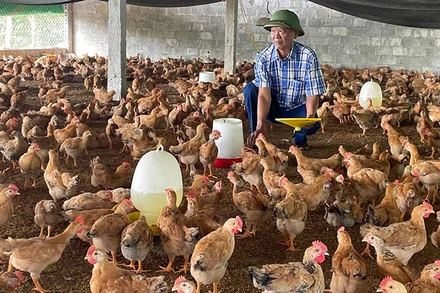 Chăn nuôi gà của hộ dân ở Nghĩa Đàn.