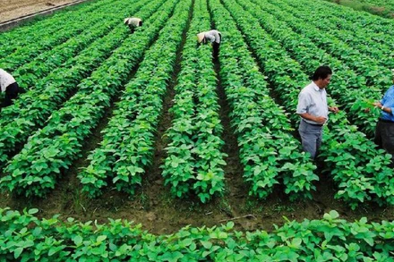 Phát triển kinh tế tập thể, hợp tác xã đang từng bước trở thành động lực phát triển kinh tế của các địa phương.