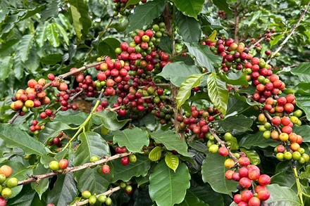 Cây cà phê là cây trồng chủ lực thứ hai ở huyện Tuần Giáo.