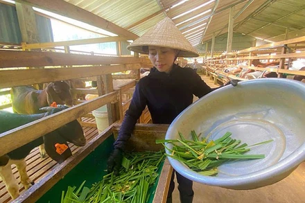 Chị Nguyễn Thị Hiền xã Sơn Lễ, Hương Sơn nuôi dê boer cho hiệu quả cao.