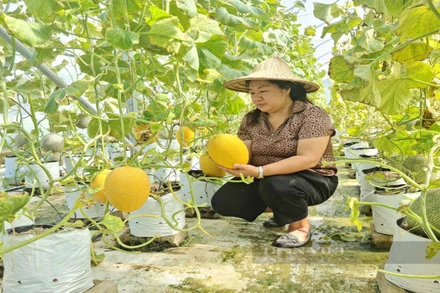 Mô hình dưa lưới được Sở Khoa học và Công nghệ Điện Biên thực hiện trồng thí điểm.