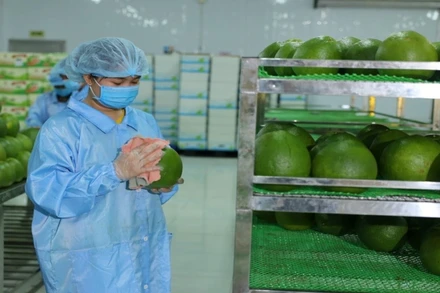 Chuẩn bị đóng gói bưởi xuất khẩu tại Công ty Vina T&T Group.