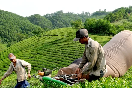 Việt Nam đang tập trung phát triển các vùng chè an toàn để đẩy mạnh xuất khẩu. 