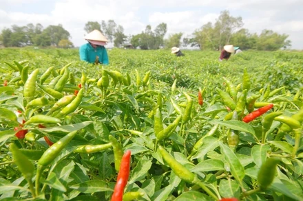 Ớt là mặt hàng gia vị duy nhất có kim ngạch xuất khẩu tăng trong 3 tháng đầu năm 2024.