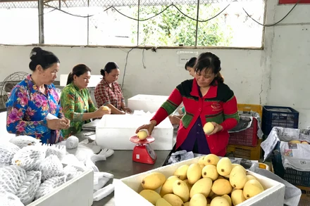 Xuất khẩu trái cây được kỳ vọng sẽ tăng trưởng tại thị trường EU thời gian tới.