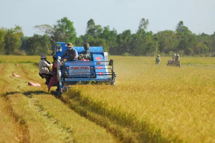 Giá lúa nguyên liệu tăng cao đã góp phần tăng thu nhập cho nông dân đồng bằng sông Cửu Long.