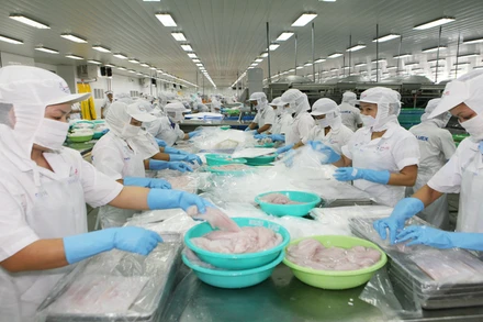 Mỹ hiện là nhà nhập khẩu cá tra hàng đầu của Việt Nam. 