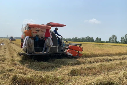 Việt Nam đang đẩy mạnh sản xuất, thu hoạch lúa, bảo đảm nguồn cung trong nước và xuất khẩu. 