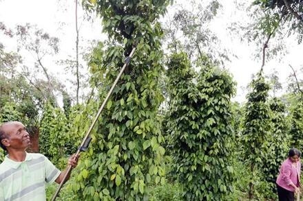 Sản lượng hồ tiêu toàn cầu năm 2025 được dự báo tiếp tục giảm so với năm 2024.