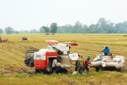 Sản xuất lúa của Việt Nam bảo đảm đủ nguồn cung cho tiêu dùng trong nước và xuất khẩu. 