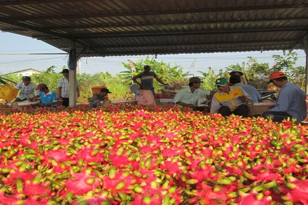 Thanh long là một trong những mặt hàng xuất khẩu chủ lực của ngành rau quả Việt Nam. 