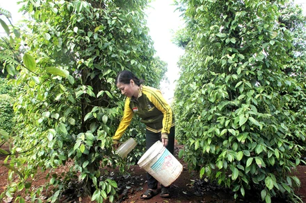 Chăm sóc cây hồ tiêu tại thị xã Buôn Hồ, tỉnh Đắk Lắk. 
