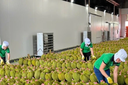 Sầu riêng hiện là mặt hàng đóng góp lớn nhất vào kim ngạch xuất khẩu rau quả của Việt Nam. 