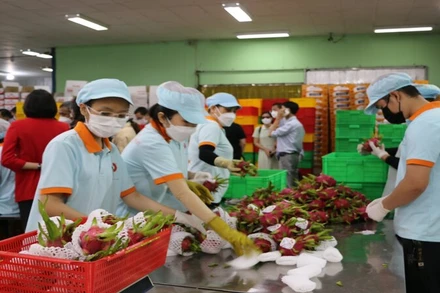 Rau quả Việt Nam có nhiều triển vọng xuất khẩu vào thị trường Đức. 