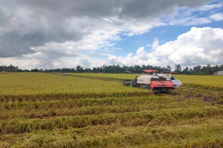 Sản xuất lúa trong nước ổn định là điều kiện để Việt Nam tăng trưởng xuất khẩu gạo.