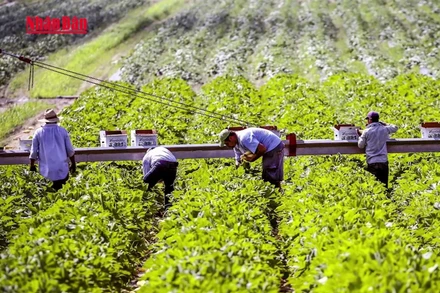 [Video] Mỹ áp thuế nông sản nhập khẩu từ đầu tháng 4