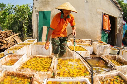 Sau khi mua về, quả hồng sẽ được phân loại, đem ủ hoặc ngâm với nước giếng khoan trong 5 ngày để chín, giòn và ngọt. (Ảnh: QUỐC ĐÀN)