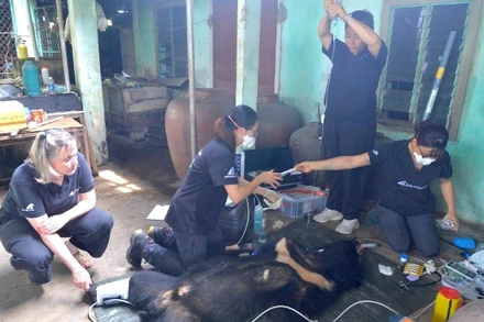 Nhân viên cứu hộ kiểm tra, chăm sóc sức khỏe cá thể gấu ngựa.