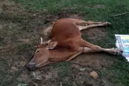 Huyện miền núi rẻo cao Kỳ Sơn thường xảy ra tình trạng trâu, bò chết do giá rét.