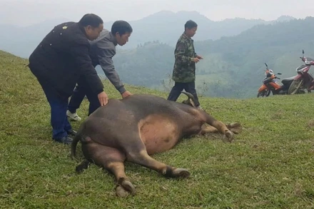 Số trâu, bò chết đều có đặc điểm bụng căng phình. (Ảnh: H.T)