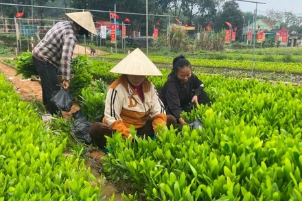 Nông dân xã Tân Hương, huyện Tân Kỳ đang thu hoạch keo giống vụ Xuân.