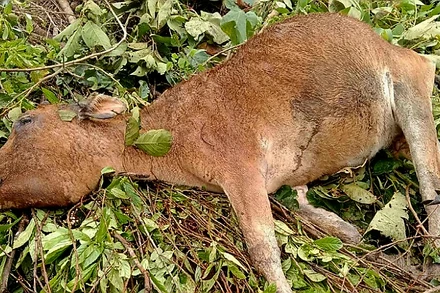 Bò bị chết rét tại xã Mường Lống, huyện Kỳ Sơn ngày 24/1.