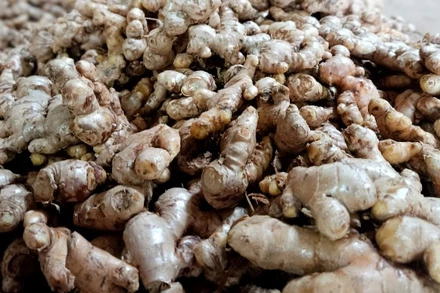 Sản phẩm gừng Kỳ Sơn được Cục Sở hữu trí tuệ cấp Giấy chứng nhận đăng ký chỉ dẫn địa lý từ năm 2019. Gừng Kỳ Sơn có 2 loại, gồm gừng dé và gừng sừng trâu.