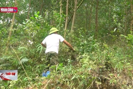 Bảo đảm quyền lợi của người trồng rừng