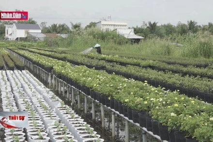 Nỗi lo bão giá hoa Tết