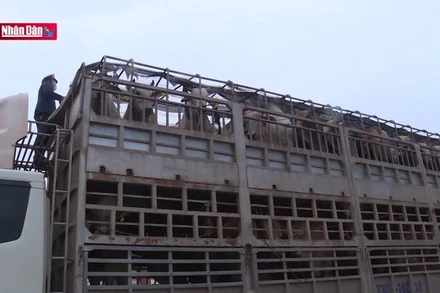 Ngăn chặn nhập lậu trâu, bò qua biên giới