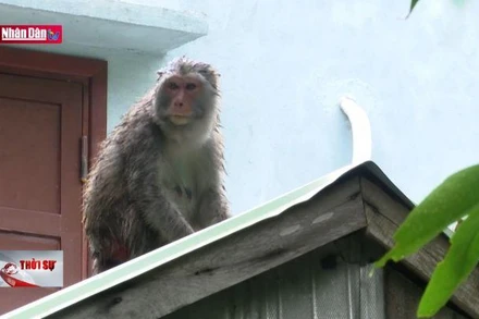 Cuộc sống người dân Cù Lao Chàm đảo lộn vì đàn khỉ vàng