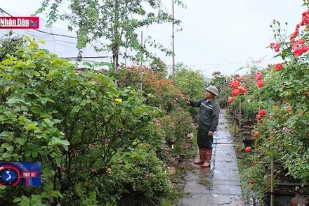 Thủ phủ hoa Mê Linh sẵn sàng cho Festival hoa