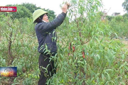 Người dân Hải Dương tất bật chăm sóc hoa đào phục vụ Tết Nguyên đán