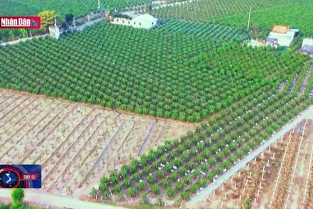 Dự thảo Luật Đất đai - Tìm và hiểu: Sửa đổi, bổ sung quy định người sử dụng đất