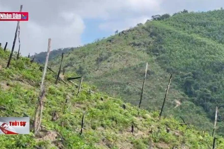 Khai thác trái phép rừng phòng hộ tại huyện Vân Canh, Bình Định